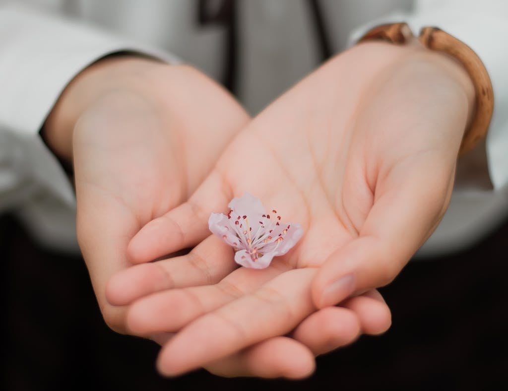 Mains tenant une fleur rose — accompagnement Reiki
